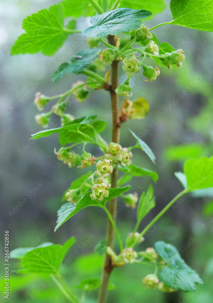 Flowering black currant in the garden in spring. Flowering black currant in the garden in spring.