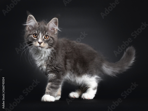 Adorable blue with white Maine Coon cat kitten  standing   walking side ways. Looking curious to camera with brown orange eyes. Isolated on black background.
