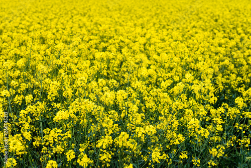 champ de colza en fleur © Image'in