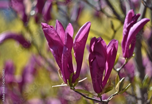 Purple Magnolia 