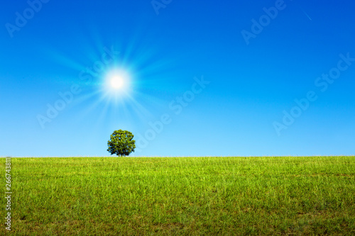Sunny landscape with tree and blue sky . © Swetlana Wall