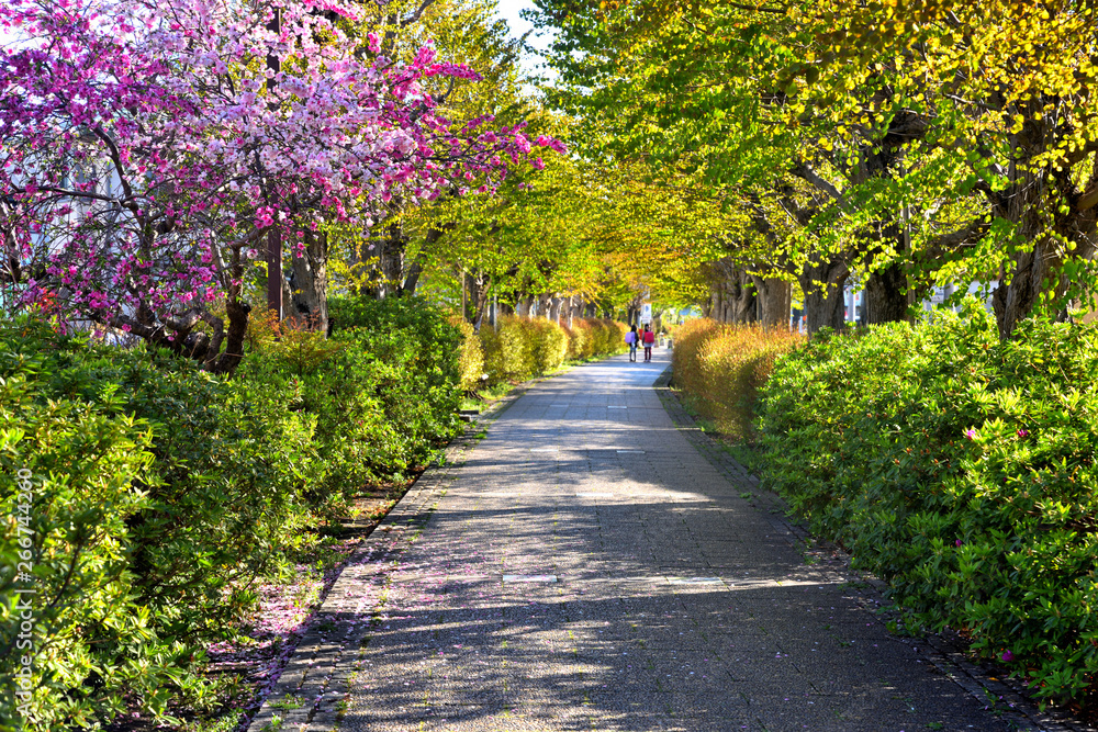 遊歩道に咲く八重桜と子供たち