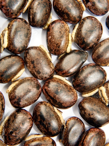 Mucuna pruriens seeds background.Also known as cowage, cowitch, lacuna bean, and Lyon bean