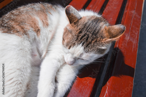 yard cat sleeping on a bench on the street photo