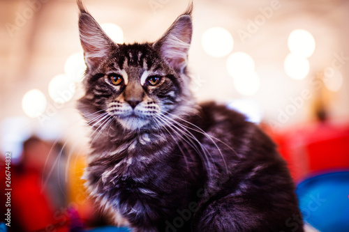 Beautiful silver Maine Coon cat