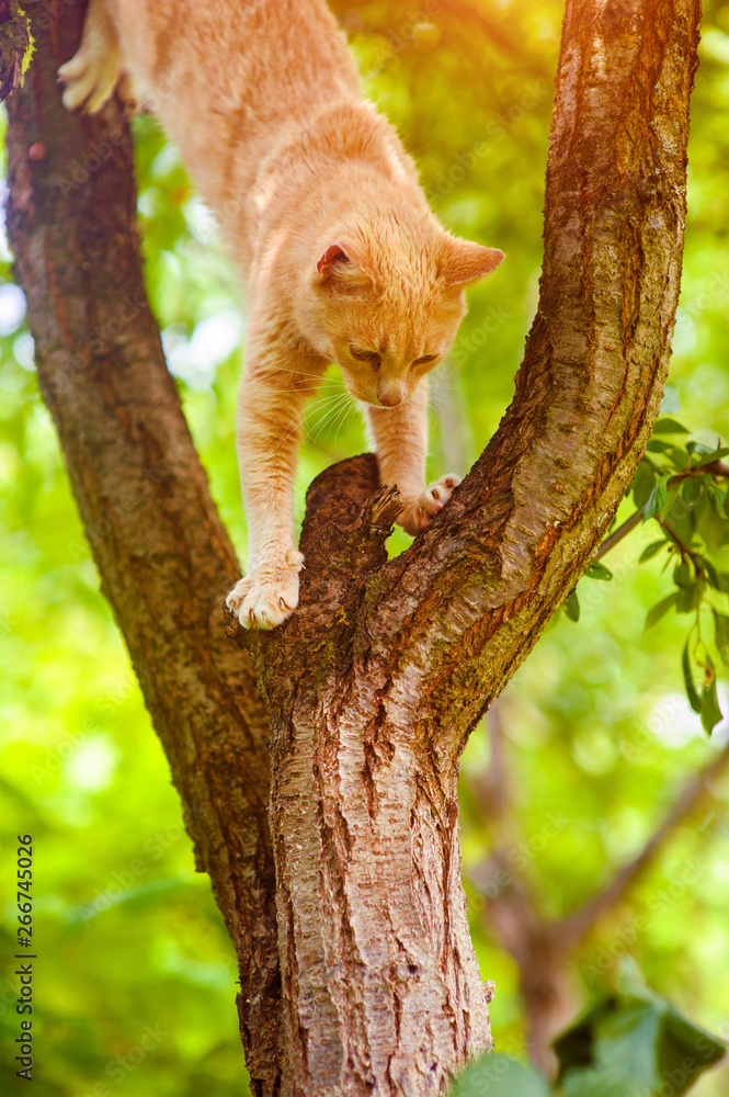Obraz premium Red cat on a tree. Funny animals.