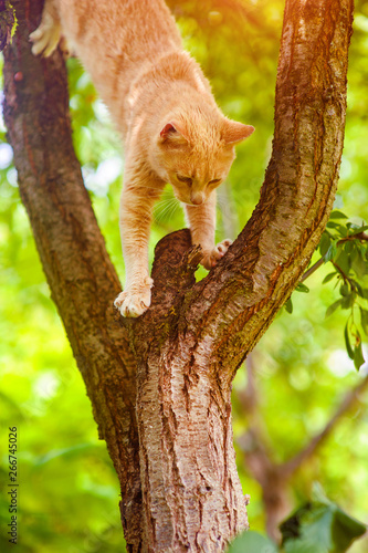 Red cat on a tree. Funny animals.