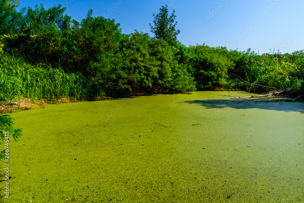Green duckweed on a surface of the swamp in forest Green duckweed on a surface of the swamp in forest