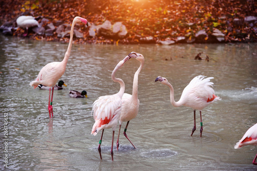 Beautiful Flamingo in the lake