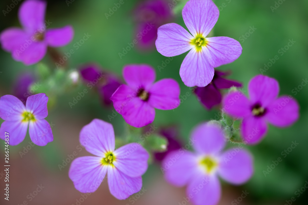 Purple flowers on a green background, selective focus. Purple flowers on a green background, selective focus.