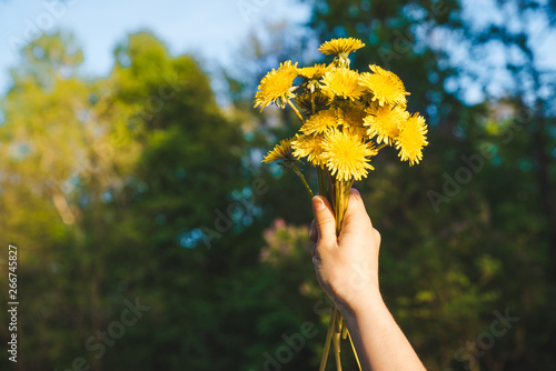 woman hand holding bouquet of yellow dandelions