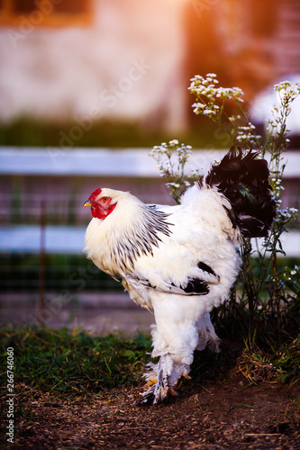 Free range chicken on a traditional poultry farm