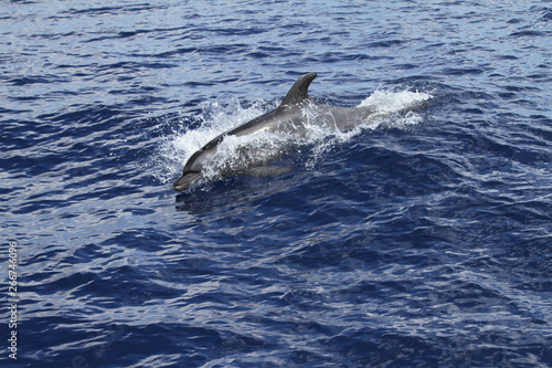 Delfin im Sprung aus dem Meer in der Nahaufnahme