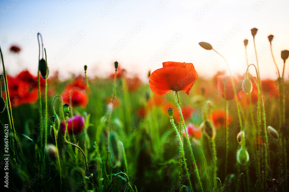 Obraz premium Beautiful field of red poppies in the sunset light