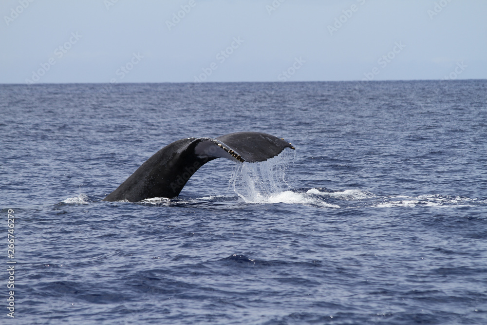 Fototapeta premium Buckelwalflosse beim wieder eintauchen auf See