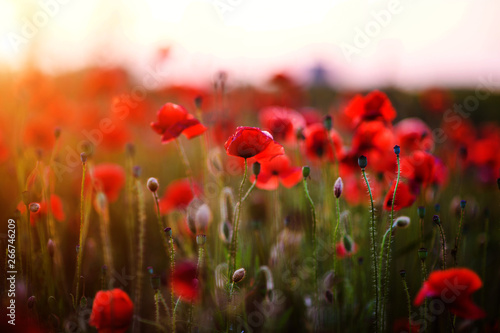 Beautiful field of red poppies in the sunset light