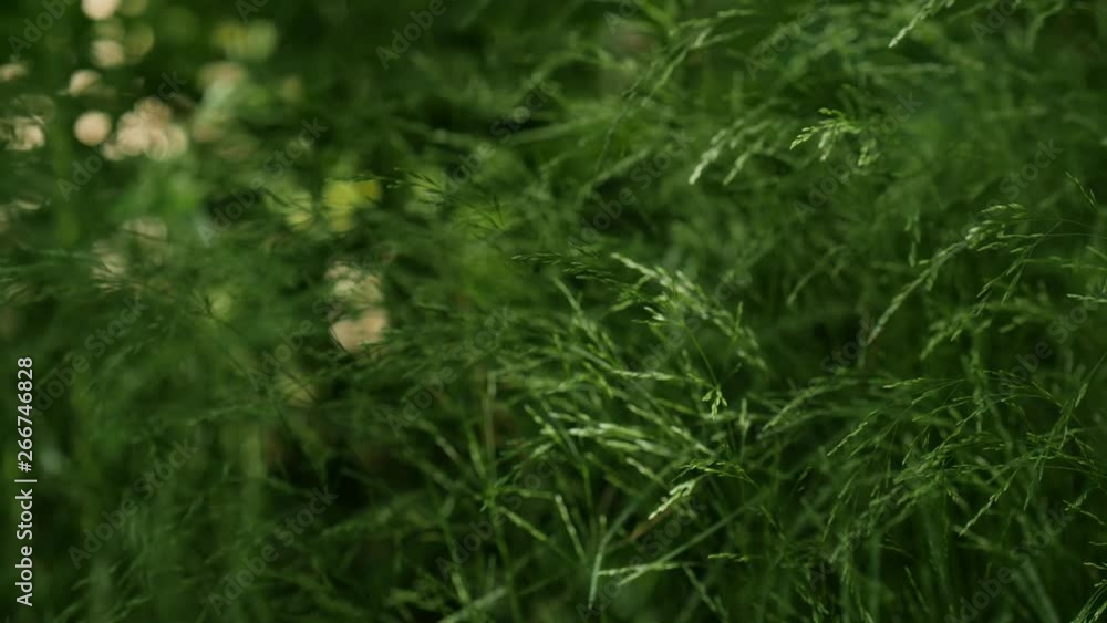 Hairy green grass in summer wind Hairy green grass in summer wind