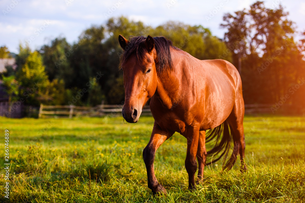 Fototapeta premium Portrait of beautiful horse in summer