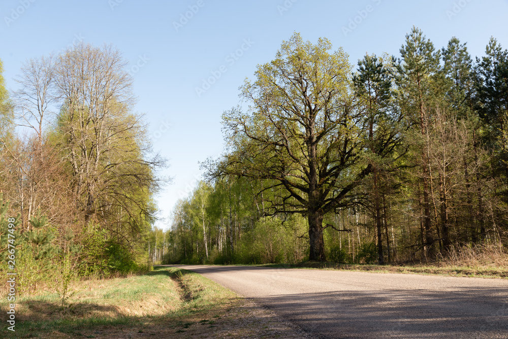 Beautiful tree near the road of asphalt