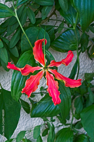 Close up of a back view of a Gloriosa superba 'Rothschildiana'