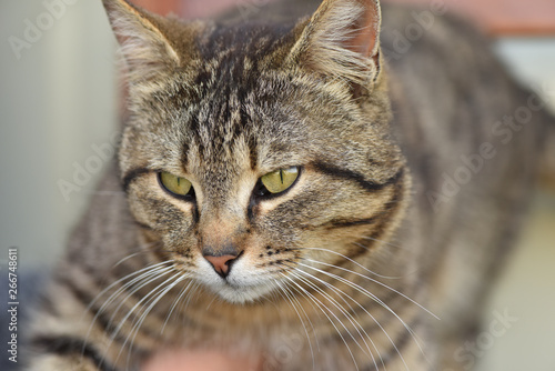 Closeup portrait of a cat. © Alexandr