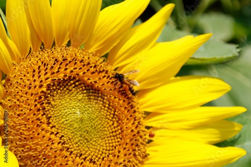 bee on sunflower