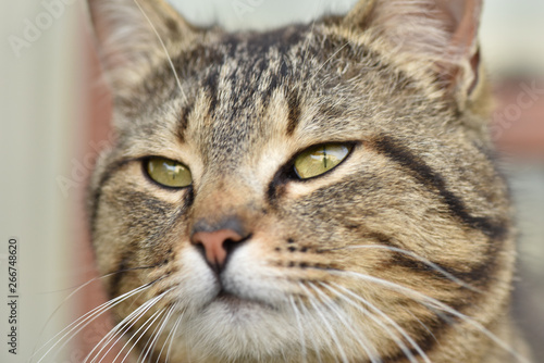 Closeup portrait of a cat. © Alexandr