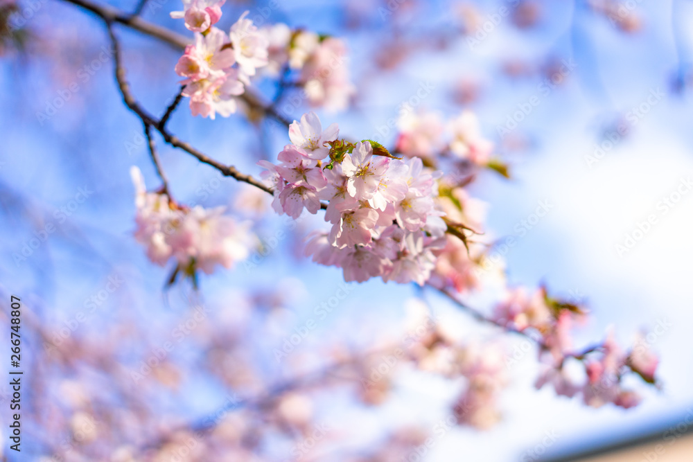 Beautiful cherry blossom sakura in spring time over blue sky.
Beautiful cherry blossom sakura in spring time over blue sky.
