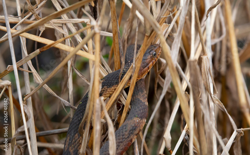 Broad-Banded Water Snake © Brandy McKnight