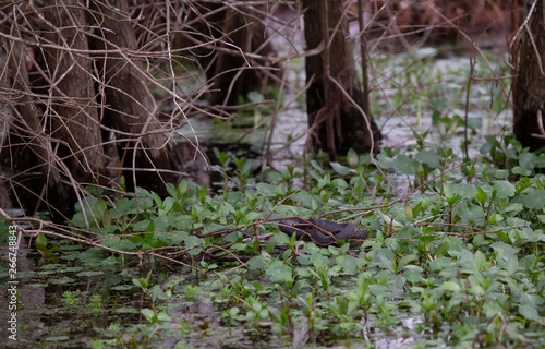 Mississippi Green Water Snake