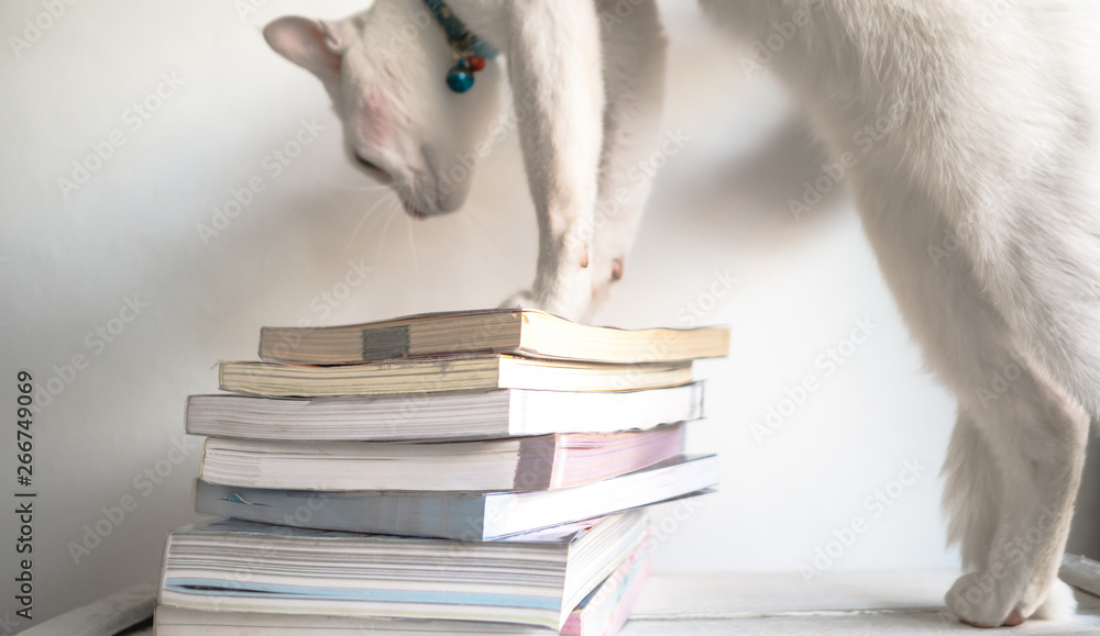 Fototapeta premium Overlapping books there is a white cat standing nearby. Concept Learning our pets.