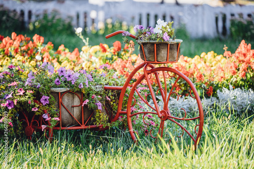 Fototapeta Naklejka Na Ścianę i Meble -  Decorative Retro Vintage Model Bicycle Equipped Basket Flowers Garden. Summer Flower Bed With Petunias.