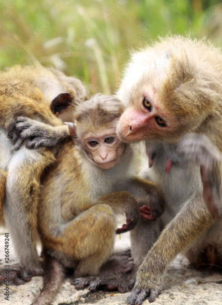 Close up of toque macaque monkey (Macaca sinica) family - Mother and father caressing their child, Sri Lanka