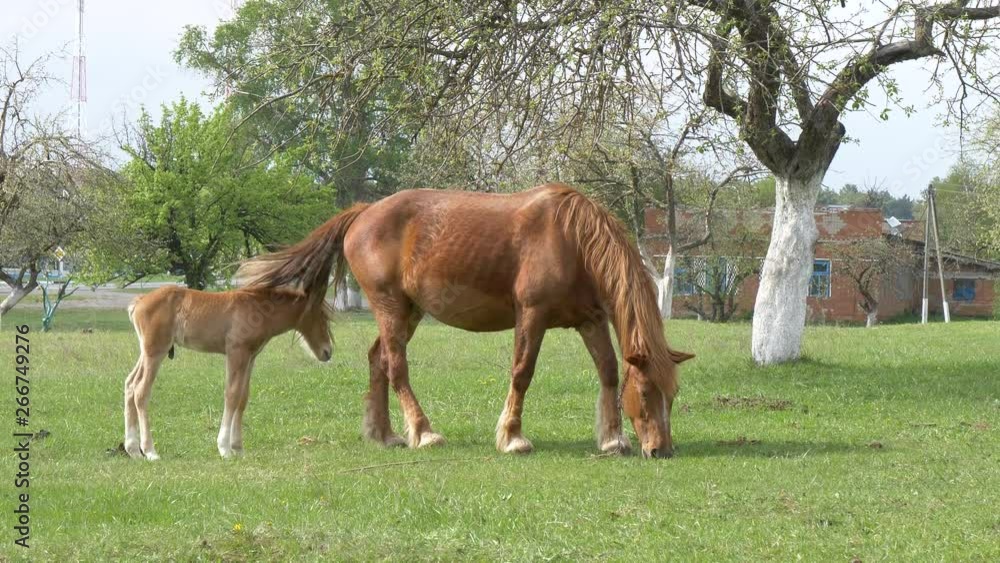 red horses graze in the spring meadow red horses graze in the spring meadow