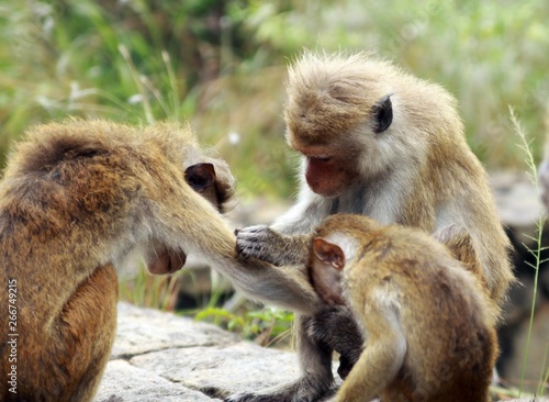 Foto Close up of toque macaque monkey (Macaca sinica) family in Sri Lanka caring and
