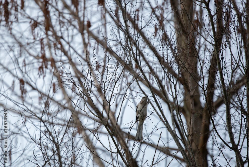 Northern Mockingbird Northern Mockingbird