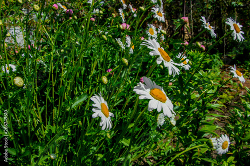 Flower Leucanthemum vulgare 2