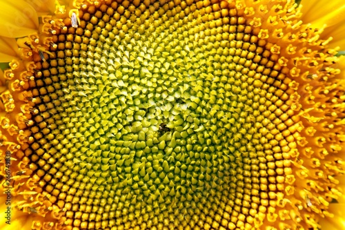 Abstract Bacground  Macro image of a sunflower