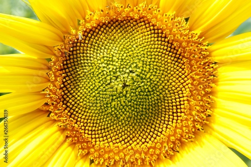 Abstract Bacground, Macro image of a sunflower