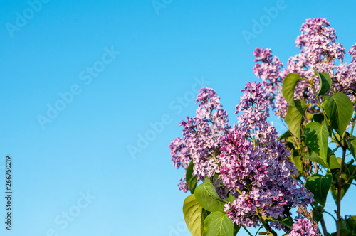 Spring blossoms lilac against the blue sky photo