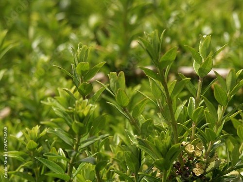 Fleurs et plantes 