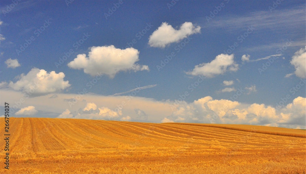 Summer Field in Biei, Hokkaido, Japan