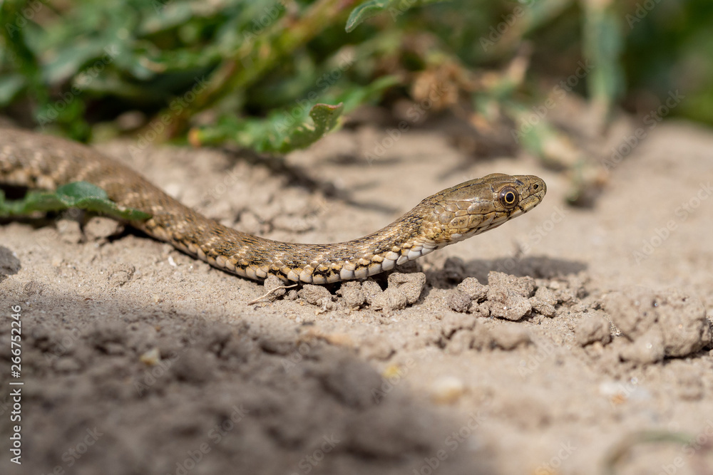 Dice snake (Natrix tessellata) - young specimen near Danube river, Slovakia Dice snake (Natrix tessellata) - young specimen near Danube river, Slovakia