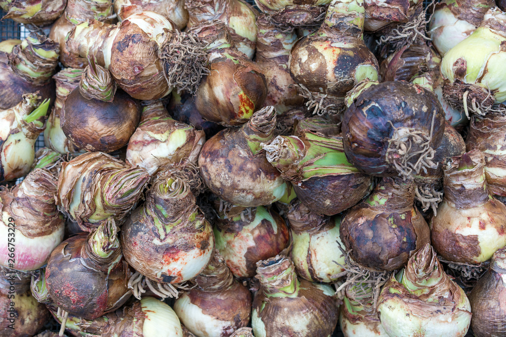 Spring hyacinth bulbs  on wood table