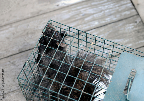 écureuil dans une cage photo