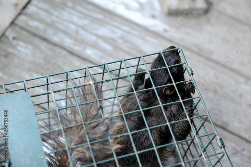 écureuil dans une cage photo