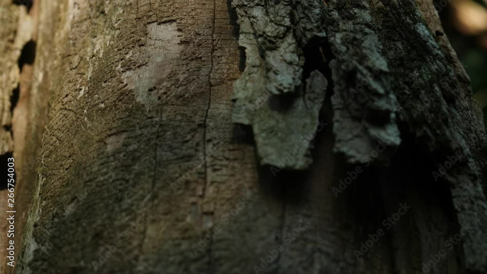 old tree bark in New England forest old tree bark in New England forest