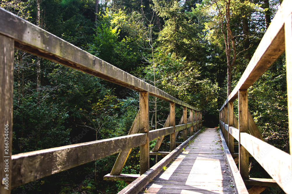 Brücke in den Wald