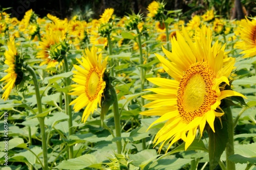 Beauty in nature  sunflower blossom in sunlight