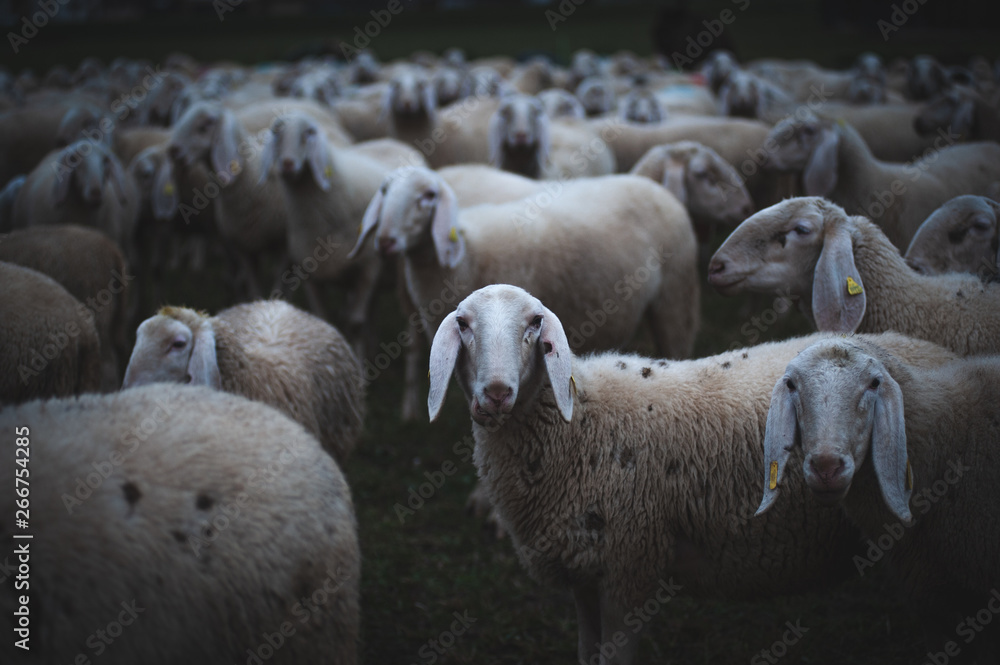 Fototapeta premium flock of white sheep looks into the camera